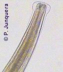 NEMATODIRUS SP. 2cm Capsule buccale très réduite Vésicule céphalique (dilatation)