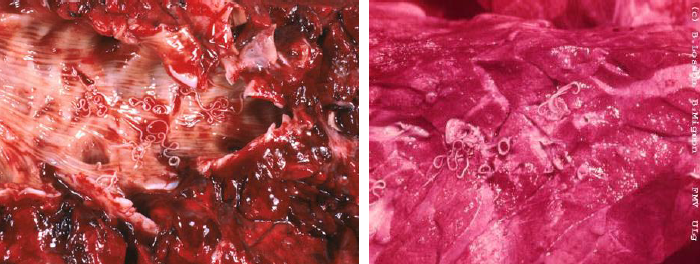 DICTYOCAULUS VIVIPARUS Adultes dans les bronches