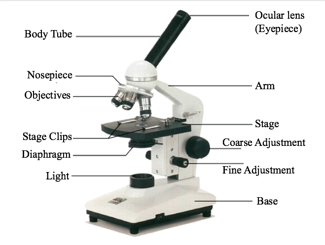 cell biology