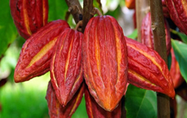 ZONAS DE VIDA EN COSTA RICA Según la clasificación de L.R. Holdridge