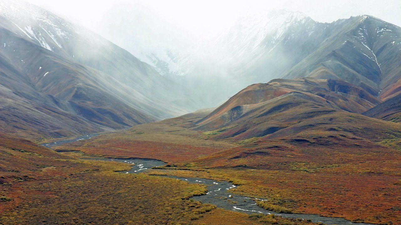 Existen siete tipos de biomas terrestres principales, y los acuáticos. 1. TUNDRA: Se encuentra en latitudes altas, sobre la región ártica...