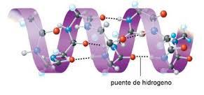 ESTRUCTURA SECUNDARIA el arrollamiento de ciertas partes del pilipeptido , dan lugar a dos estructuras: alfa hélice y hoja plegada