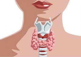 3.-HORMONAL