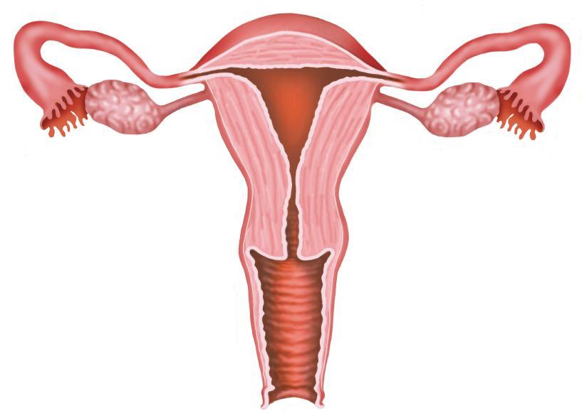 Aparato Reproductor femenino