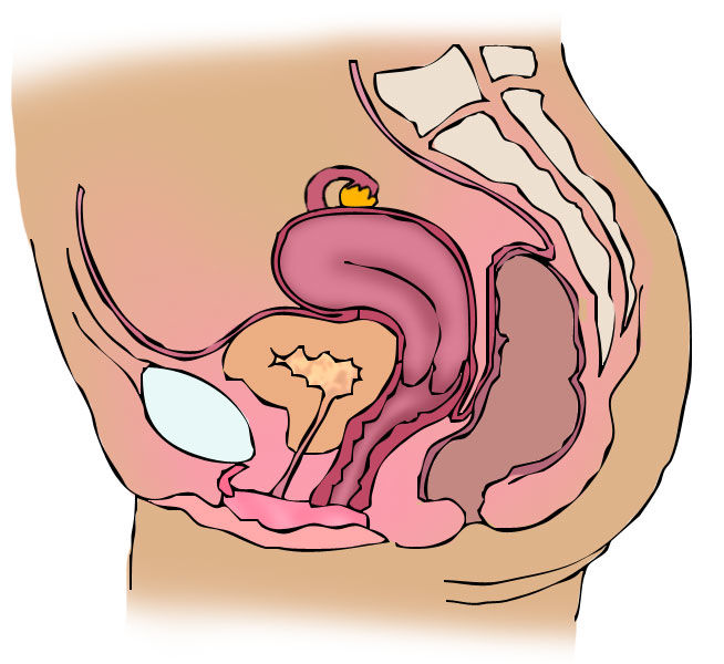 Aparato Reproductor femenino