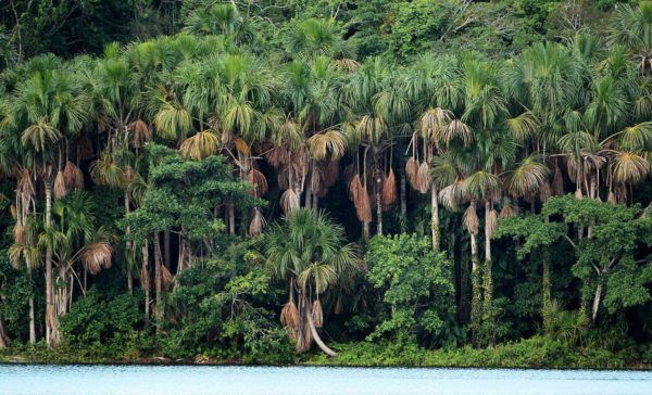 c. Selva húmeda tropical: Se encuentra sobre la línea del ecuador, a una latitud de 0°, se caracteriza por fuertes precipitaciones durant...