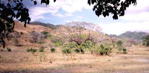 4. SABANA Y BOSQUES SECOS: Este bioma tiene distintas características, de acuerdo con el lugar donde se encuentre ubicado, pero siempre e...