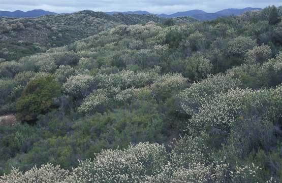 6. CHAPARRAL: Se encuentra en la zona templada, los inviernos son lluviosos y los veranos secos. Su temperatura varía entre los 10°C y lo...