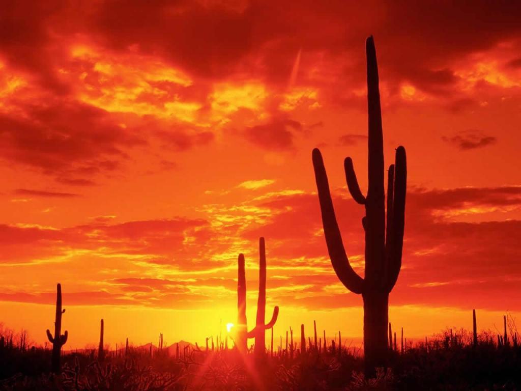 7. DESIERTO: Puede clasificarse como bioma y como ecosistema. Son zonas muy áridas, con temperaturas extremas durante el día, hasta 40°C ...