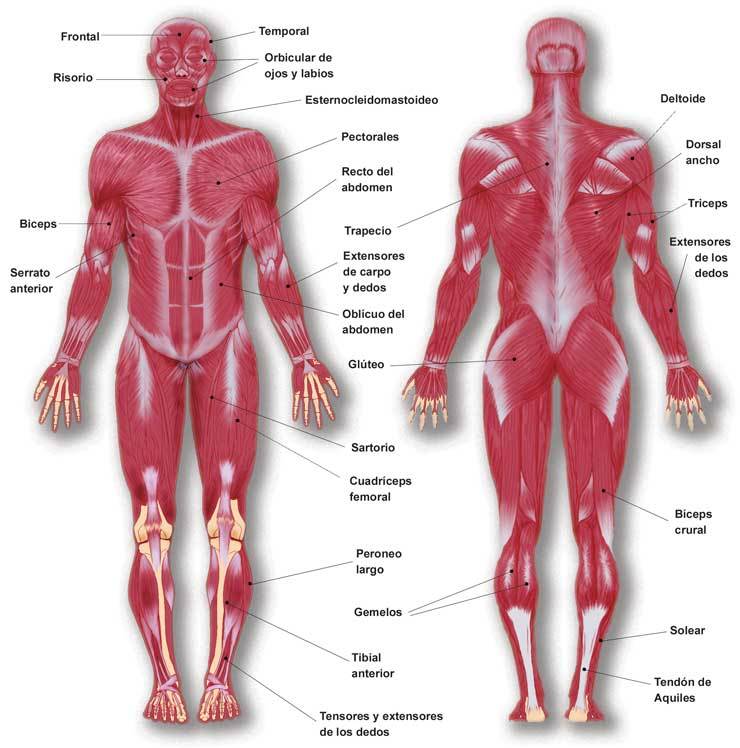 Aparato Locomotor El aparato locomotor está formado por el sistema osteomuscular y el sistema muscular . Permite al ser humano o a los an...