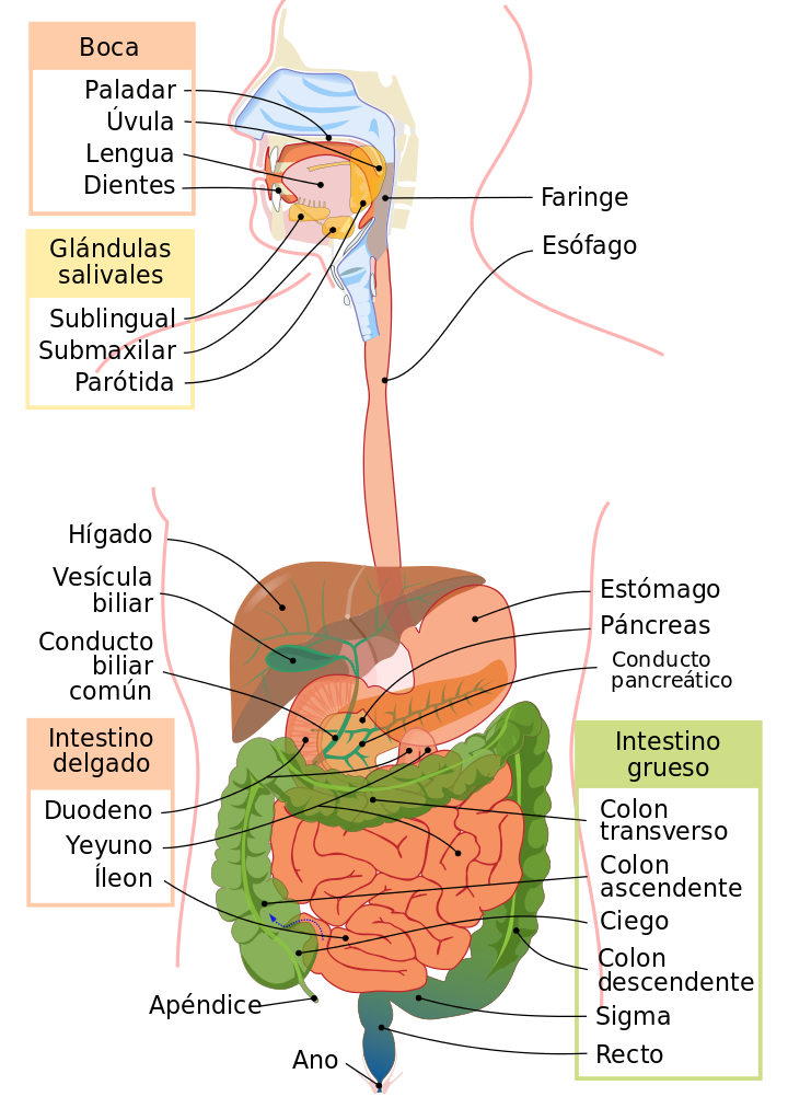 Aparato Digestivo El aparato digestivo o sistema digestivo es el conjunto de órganos encargados del proceso de la digestión, es decir, la...