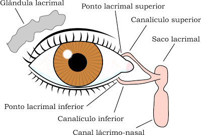 Aparato Lagrimal El aparato lagrimal es el sistema fisiológico que contiene las estructuras orbitales para la producción y el drenaje de ...
