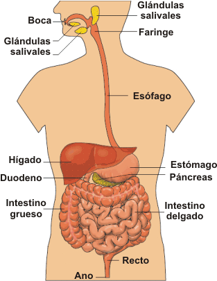 Sistema Digestivo El aparato digestivo o sistema digestivo es el conjunto de órganos encargados del proceso de la digestión, es decir, la...