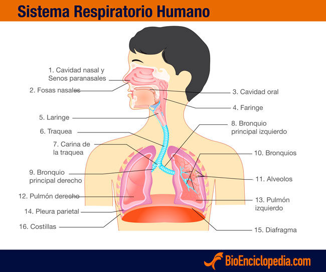 Sistema Respiratorio El hombre utiliza respiración pulmonar, su aparato respiratorio consta de: Sistema de conducción: fosas nasales, boc...