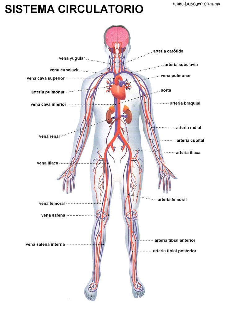 Sistema Circulatorio El aparato circulatorio o sistema circulatorio es la estructura anatómica compuesta por el sistema cardiovascular qu...