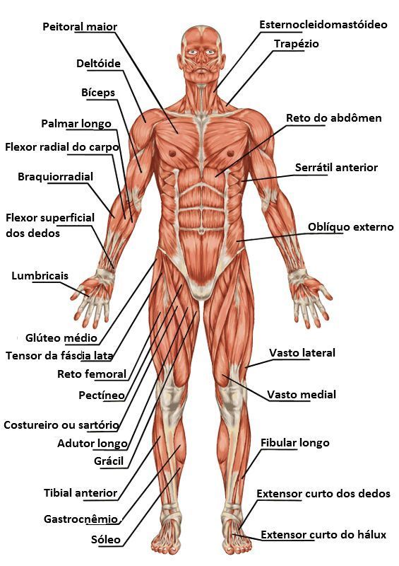 Sistema Muscular El sistema muscular permite que el esqueleto se mueva, se mantenga firme y también da forma al cuerpo. En los vertebrado...