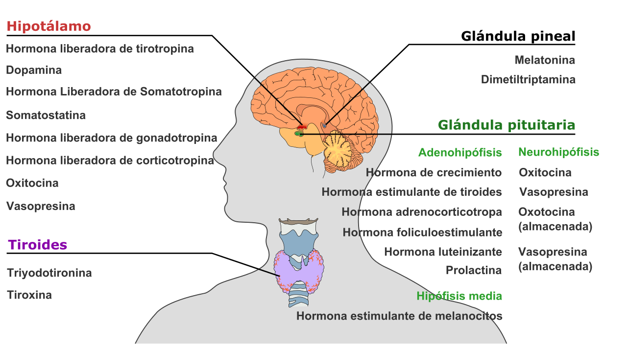 Sistema Endocrino Glándula pineal, 2. Glándula pituitaria, 3. ... El sistema endocrino o también llamado sistema de glándulas de secreció...