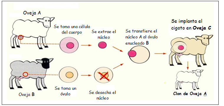 Aplicaciones de la ingenieria genetica en la Agricultura