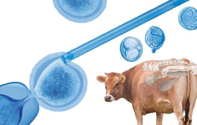 Aplicaciones de la Ingenieria genetica en la ganaderia