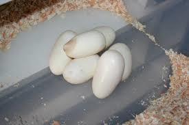 Image for question 38
