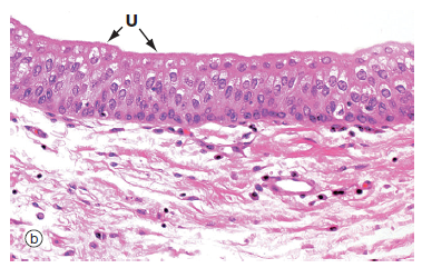 Image for question 6