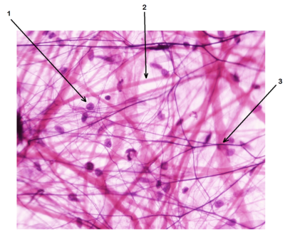 Image for question 17