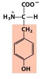Image for question 31