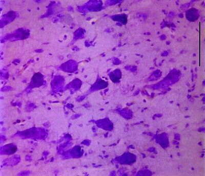 Image for question 4