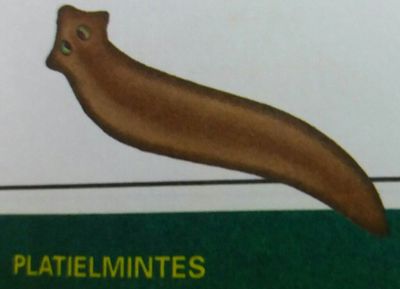 Image for question 10