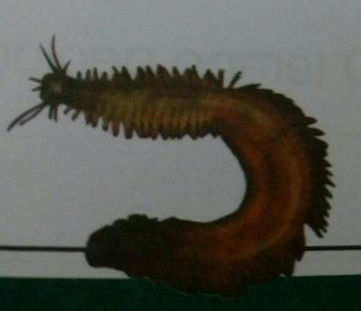 Image for question 17