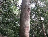 El árbol de copal y los alebrijes en San Martín Ticajete, Oaxaca.