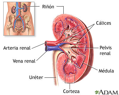 EL SISTEMA URINARIO: ANATOMÍA FUNCIONAL Y FORMACIÓN DE ORINA EN LOS RIÑONES