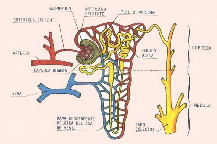EL SISTEMA URINARIO: ANATOMÍA FUNCIONAL Y FORMACIÓN DE ORINA EN LOS RIÑONES