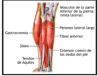 THOMAS ALFONZO MOSFOSIOLOGIA II ANGIE GUERRERO