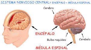 SISTEMA NERVIOSO DE LOS VERTEBRADOS