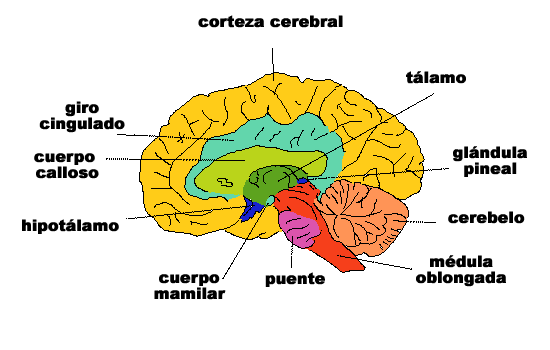 SISTEMA NERVIOSO DE LOS VERTEBRADOS