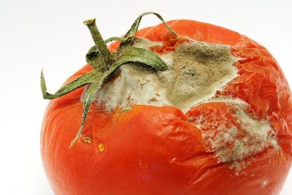 Esporotricose: micose zoonótica, causada pelo fungo dimórfico Sporothrix schenckii