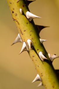 Esporotricose: micose zoonótica, causada pelo fungo dimórfico Sporothrix schenckii