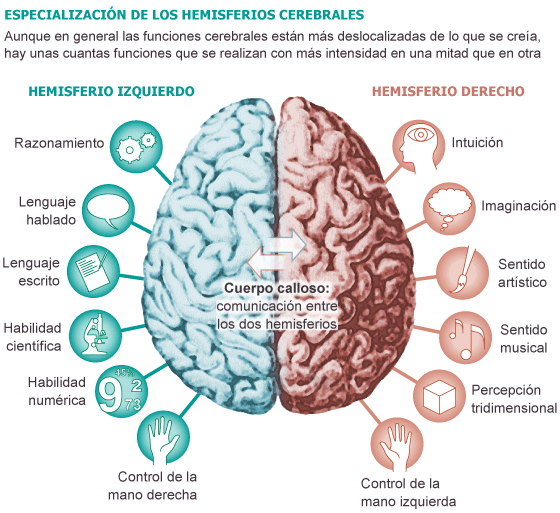 SISTEMA NERVIOSO DE LOS VERTEBRADOS