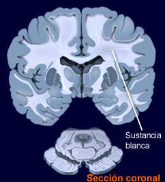 SISTEMA NERVIOSO DE LOS VERTEBRADOS