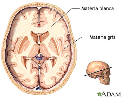 SISTEMA NERVIOSO DE LOS VERTEBRADOS