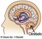 SISTEMA NERVIOSO DE LOS VERTEBRADOS