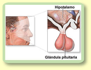 SISTEMA NERVIOSO DE LOS VERTEBRADOS