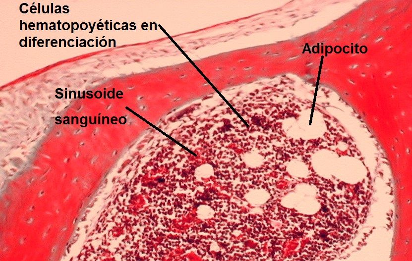 Histofisiología de los órganos linfoides
