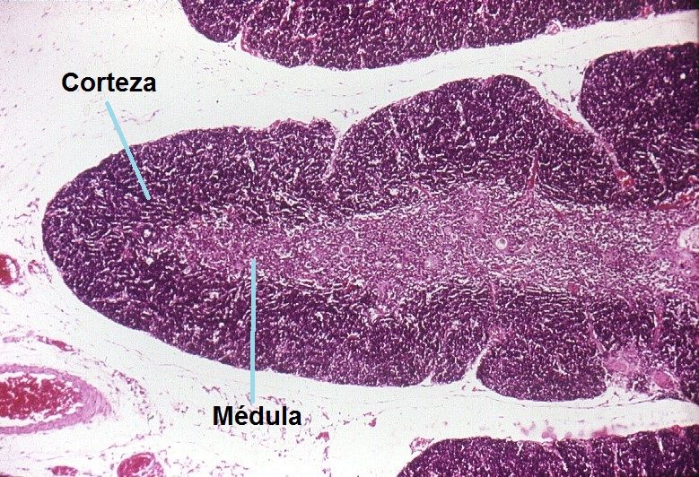 Histofisiología de los órganos linfoides