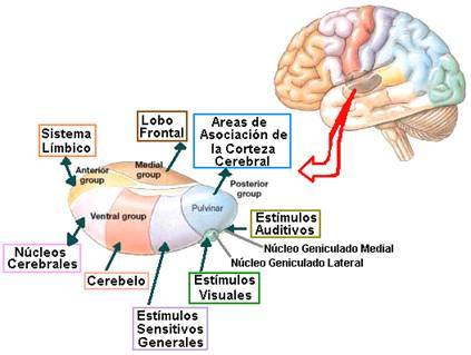 SISTEMA NERVIOSO DE LOS VERTEBRADOS