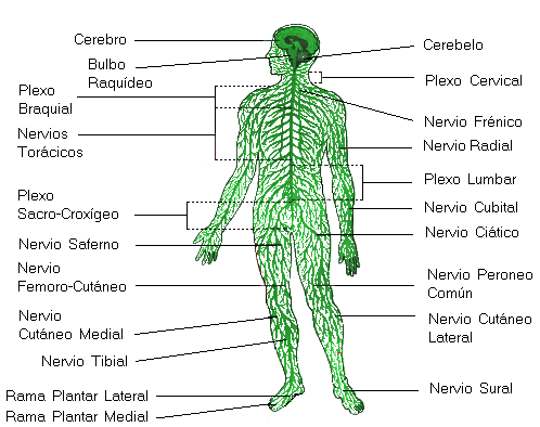 SISTEMA NERVIOSO DE LOS VERTEBRADOS