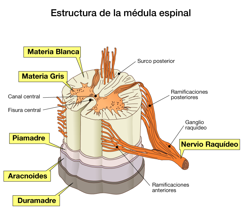 SISTEMA NERVIOSO DE LOS VERTEBRADOS