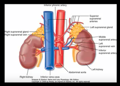 FISIOLOGÍA DE LAS GLÁNDULAS SUPRARRENALES