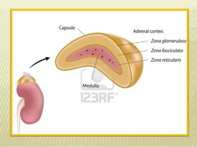 FISIOLOGÍA DE LAS GLÁNDULAS SUPRARRENALES